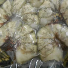 Colossal Prawns