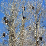 Eagles